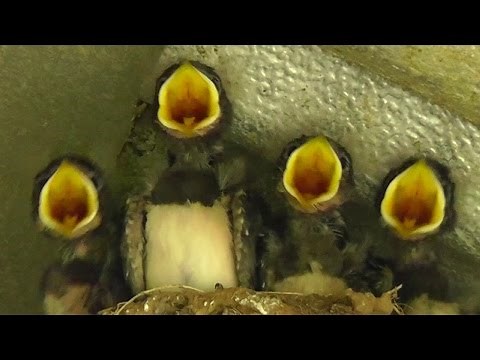 Swallows Feeding Swallow Chicks in The Bird Nest - Hirondelle