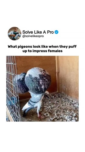 Solve Like A Pro on Instagram: "What pigeons look like when they puff up to impress females 🐦💨 It’s not just fluff — it’s biology and body language at work. By inflating their chest feathers, pigeons appear larger, stronger, and healthier, signaling good genetics to potential mates. The posture, movement, and puffed shape are all part of a carefully evolved display.🧠✨ This video is for educational purposes only. DM for credit/ removal. #AnimalBehavior #BirdScience #NatureExplained #WildlifeFa