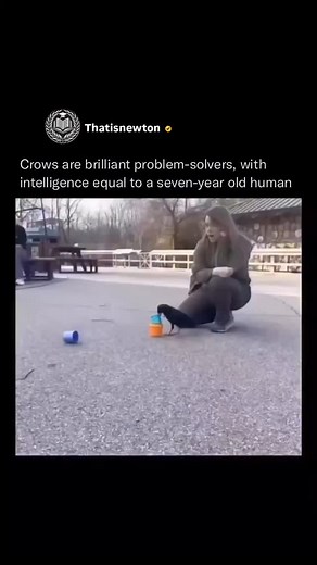 4.2K views · 115 reactions | Crows aren’t just smart—they’re...