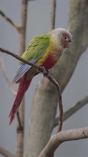 Green-cheeked parakeet (Pyrrhura molinae) also known as a green-cheeked conure #drsopticalemotions