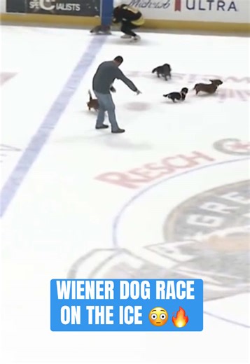 Louie Wins the Green Bay Gamblers Wiener Dog Race!