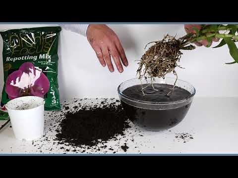 Repotting a Dendrobium orchid from coir to bark
