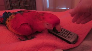 2.5K views · 227 reactions | It is not only the buttons on the remote control for the TV that she likes to push, it's the phone as well. She has pushed the Call button before and I had no idea until I heard the phone off the hook noise, which startled me. I had no idea she did that to the phone. Guess it's time to get her a child's phone so she can make her calls. | Bandit the Scarlet Macaw | Facebook