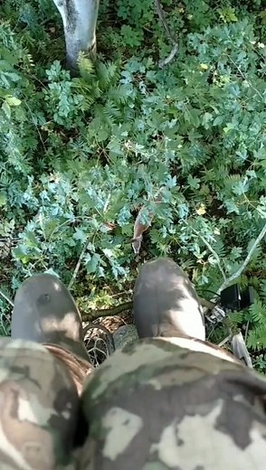 Got EMMM!!!! #deerhunting #hunting #treestandtiktok #treestandlife #bowhunting #whitetaildeer #gotem #MakeSomeoneSmile