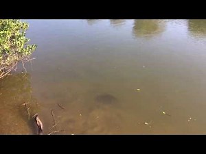 Bull shark in the shallows