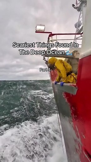 Baby Megalodon Caught on Camera? 😳