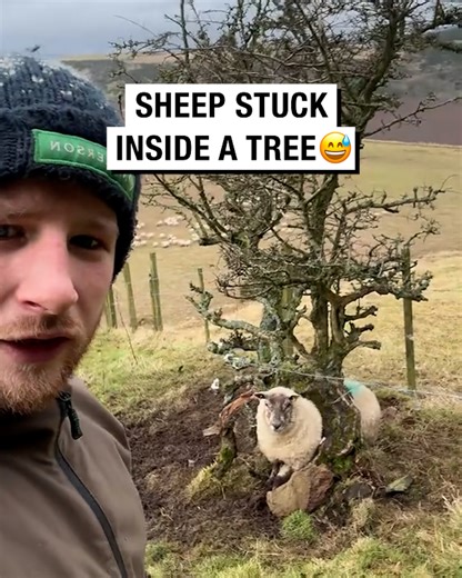 364K views · 10K reactions | How have you got stuck in there?!  | Sean The Sheepman | Facebook