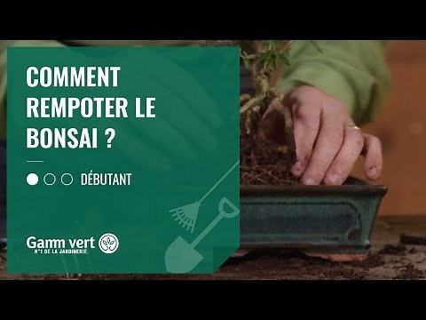 Tuto - Comment rempoter le Bonsaï ?