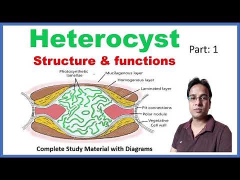 Heterocyst Structure and Function | Cyanobacteria | Blue green algae | Part 1