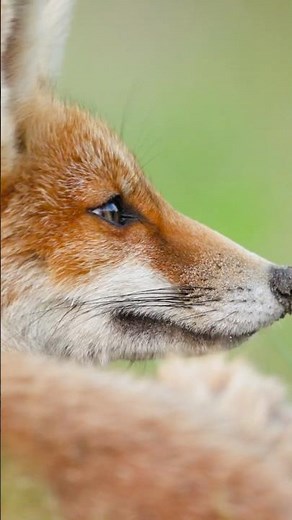 The Secret Life of Forest Animals 🌿🦊 #Fox #Deer #Squirrel