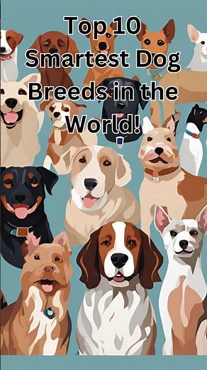 Top 10 Smartest Dog Breeds in the World!