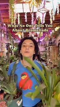 Ultimate Bromeliad Care Guide