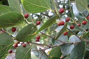 Celtis - Alchetron, The Free Social Encyclopedia