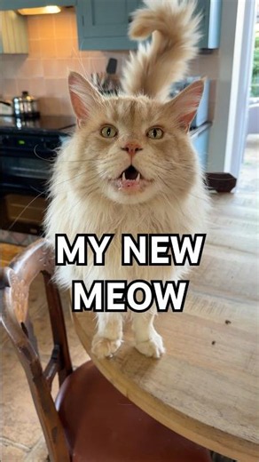 Freddy just invented this new meow 😆