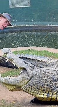Crocodile Creek's Sean le Clus bitten by Hannibal the croc