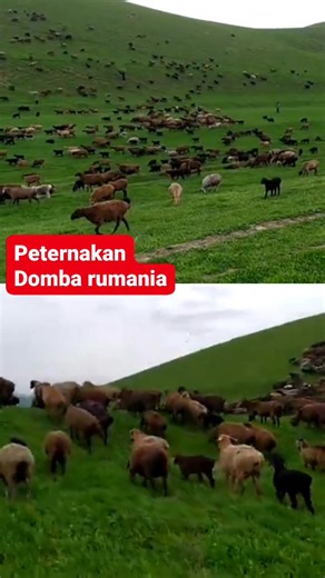 17K views · 559 reactions | Peternakan domba di rumania #peternakan #domba #vod | Peternak Kambing Milenial | Facebook