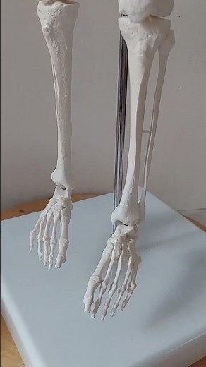 31/ Popis kostry-02 #anatomie #biologie #maturita