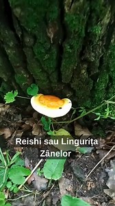 Lingurița zânei (Ganoderma lucidum) una din cele mai vechi ciuperci medicinale folosite de om | Ciuperci medicinale anti-cancer