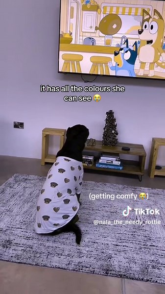 Understanding Dog Colour Vision: Can Rottweilers Watch Bluey?