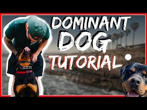 Rottweiler Attacks other dogs - Aggressive Dog Training with Americas Canine Educator Day 2 Part 2