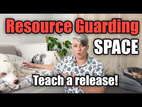 Resource guarding a bed? Train a release cue!