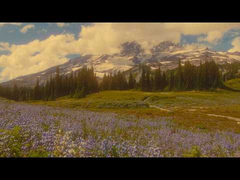 Mount Rainier Dreams in 8K - Cinematic Wildflower Meadows & Real Mountain Sounds - Episode 1
