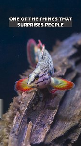 8.5K views · 500 reactions | People tend to associate colorful aquatic animals with tropical reefs, but did you realize that freshwater fish in the Southeast can also exhibit intense bursts of red, yellow, blue and even purple to attract mates? #whattheheck #dyk #didyouknow #biology #color #colors #breeding #animals #til | Tennessee Aquarium | Facebook