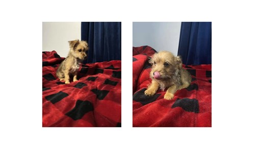  Meet Jake (aka Scruffy) — an adorable Mixed breed puppy from...