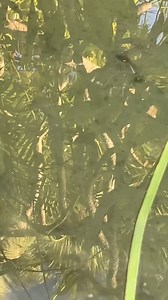 Urban Tropical Survival Fishing! #Jesus #GrayGang | Kendall Gray Outdoors