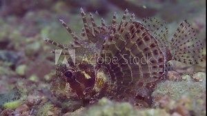 Zebra Lionfish, Red Sea Dwarf Lionfish or Zebra Turkeyfish (Dendrochirus zebra, Dendrochirus hemprichi) lies on sandy-rocky bottom at evening time in sunset sunbeams, slow motion