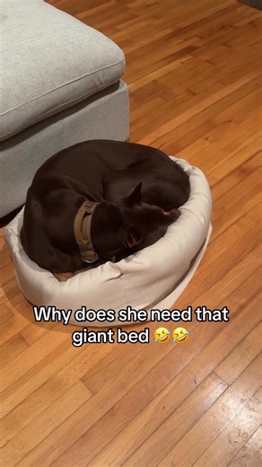 11K views · 515 reactions | They are so funny and always keep me laughing! ️Credit : felix.and.westin on TikTok | French Bulldog | Facebook
