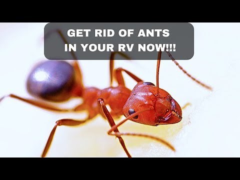 RV Ants? Four ways to get rid of them now!