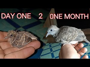 HANDFEED (Tukmo) zebra dove, from day one to one month TIME LAPSE