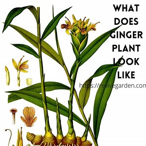 What Does a Ginger Plant Look Like? – Interesting Facts And Tips