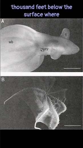 Glowing Sucker Octopus: A Deep-sea Spectacle #wildlife #wildlifedocumentary #animals