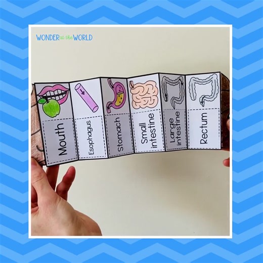 Human body digestive system foldable sequencing activities for kids | Digital Download PDF | Science activity - Etsy México