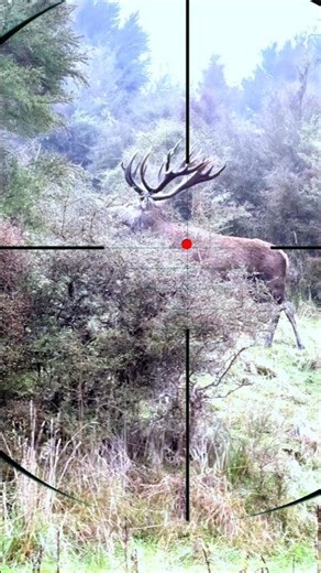 Red Stag Shooting | Sparare al cervo rosso | jacht op edelherten