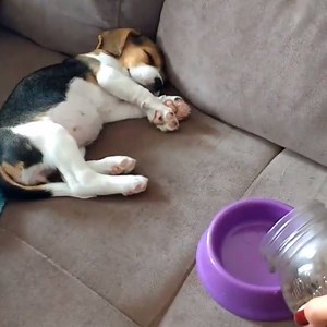 1.2M views · 20K shares | This dog has the best reaction to food | Funny Dog Videos | Facebook