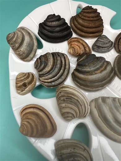 Pawleys Island Shell - Handpicked From Carolina Coast, Venus Imperial Clam Shell - Etsy