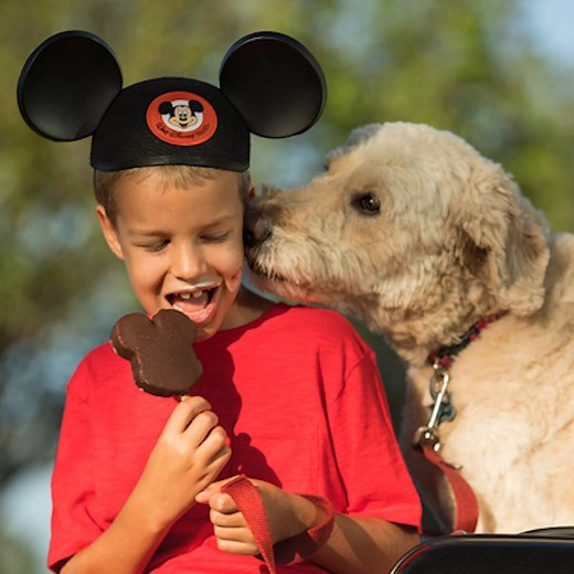 761K views · 376 reactions | You can finally bring your dog with you on your Walt Disney World vacation ❤️ | In The Know | Facebook