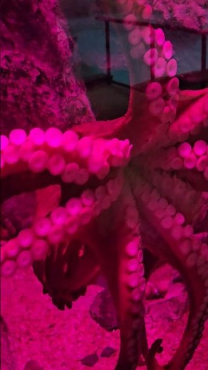 The master of the deep — the Giant Pacific Octopus! 🐙🌊