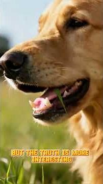 Why Do Dogs Eat Grass? 🌱🐶 The Truth Might Surprise You