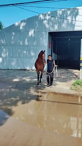 22K views · 32 reactions | Horse Mating Process | Stallion and Mare at the Stud Farm #horsebreeds #horsefarms #horsegirl | Horse Breeding | Facebook