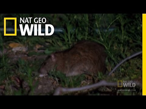 DC's Jumping Rats | Nat Geo Wild