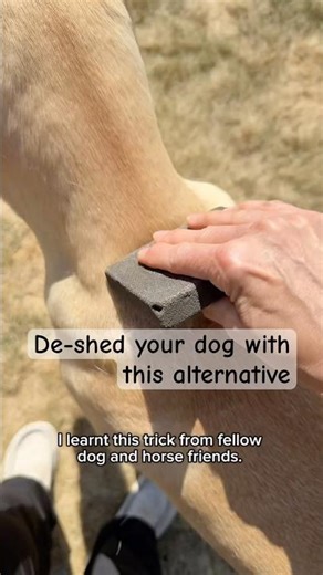 Alternative to brushing your short haired dog