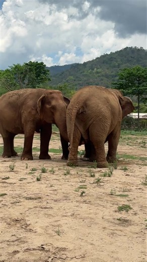 When little Lek Lek wandered off to play with elephants from another herd for a while, her mother and grandmother gently called out to her from a distance—again and again. And without hesitation, Lek Lek responded with a cheerful trumpet each time. In an elephant family, every sound conveys meaning. Amid the freedom to explore and grow, the unbreakable bond of family holds strong. เมื่อ น้องเล็กเล็ก แอบหนีไปเล่นกับพี่น้องจากโขลงอื่นอยู่นาน เสียงเรียกจากแม่และยายส่งเสียงเป็นระยะเพื่ิอเรียกกลับ น้