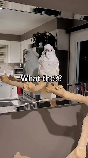 #PennyTheCockatoo #fyp #Definitely #not #impressed