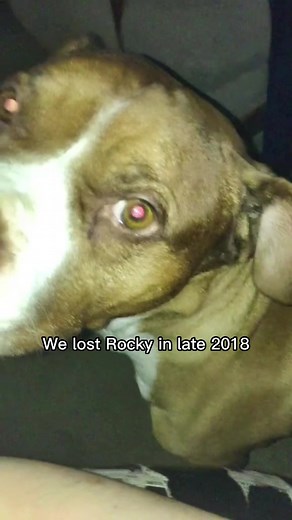 32K views · 2.6K reactions | A Cuddle Clone can bring comfort to all, not just humans. 梁蠟 | : @ladyb6111 | #cuddleclones #customstuffedanimal #dog #dogs #cat #cats #catsoffacebook #petlover #giftsforpetlover #dogsoffacebook #doglover #catlover #cuteanimals #rainbowbridge #petloss #petmemorial #grief #griefjourney | Cuddle Clones | Facebook