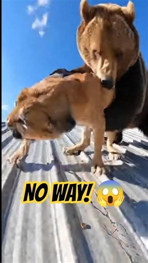 Bear vs Mountain Lion Roof Fight! 😱
