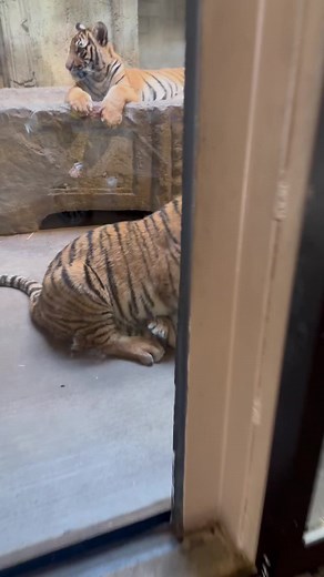 Tiger Cub Vocalizations: Playful Growls and Chuffs